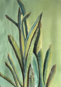 Sentinels of Serenity: The Striking Rise of Sansevieria