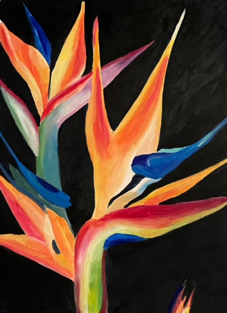 Elegance of the Strelitzia: The Bird of Paradise in Bloom